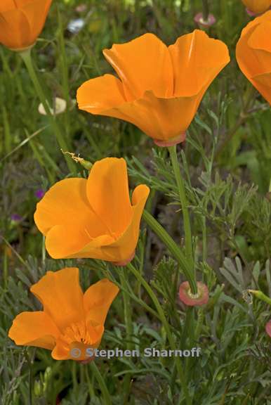 eschscholzia californica 2 graphic